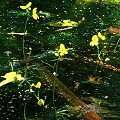 Many flowers in a small drainage.