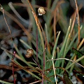 Cleistogamous flowers.