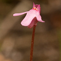 A closer view of one flower, Western Australia.