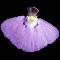 Utricularia